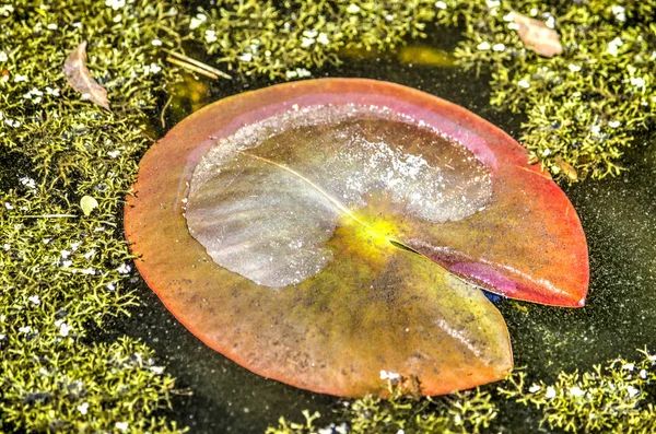 大きな赤いスイレン葉 部分的に冠水した ウキクサに囲まれて — ストック写真