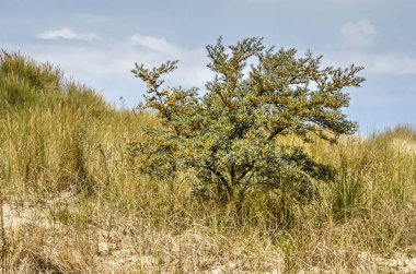 Sallowthorn Bush, Rockanje yakınlarındaki Voorne adasında kumlu topraklarda uzun çim ile çevrili, Hollanda