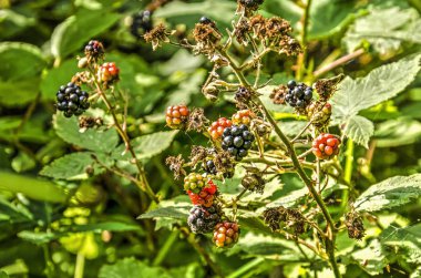 Rockanje, Hollanda, bazı siyah ve yemek için hazır yakın Dunes böğürtlen, diğerleri henüz