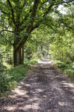 Breda, Hollanda güneyinde ormanlık düz toprak yol