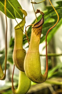 İki et yemek nepenthes sürahi Close-up