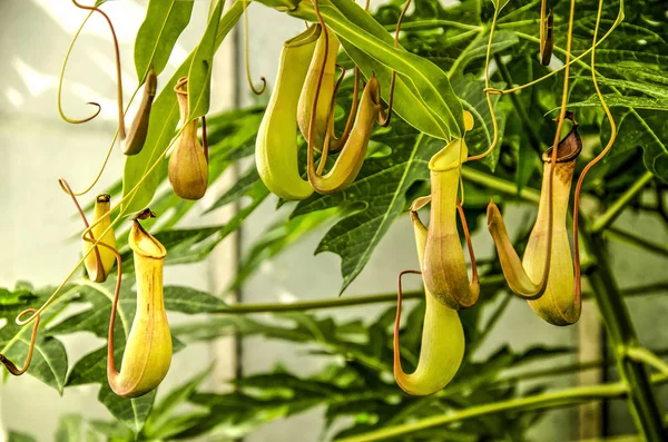 Varias Jarras Nepenthes Carnívoros Que Crecen Invernadero —  Fotos de Stock