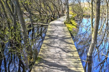 Ahşap plankbridge içinden çalılar Amrum Almanca Northsea Adası üzerindeki Vogelkoje alanında büyüyor bir gölet geçerken