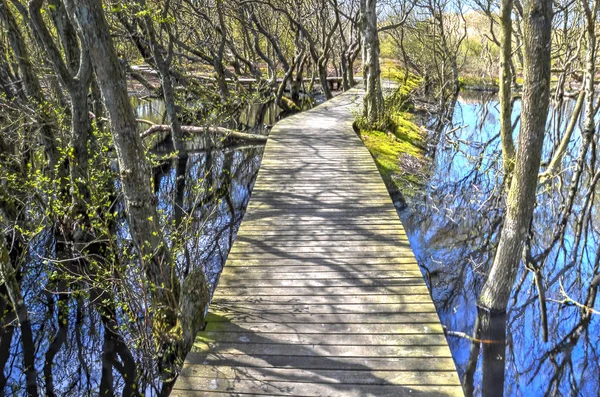 Ahşap plankbridge içinden çalılar Amrum Almanca Northsea Adası üzerindeki Vogelkoje alanında büyüyor bir gölet geçerken