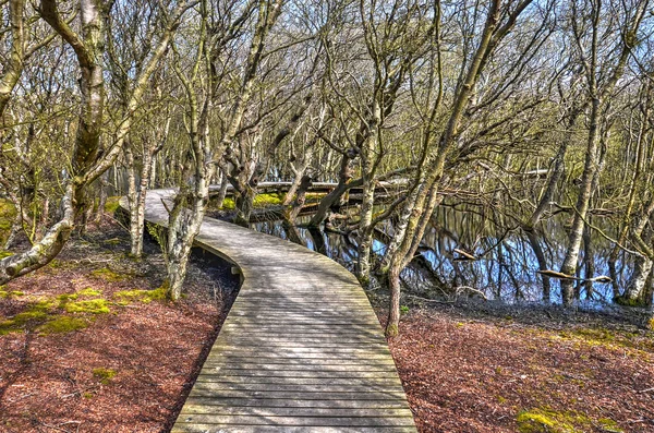 Pont Bois Serpentant Entre Arbustes Buissons Étangs Dans Région Vogelkoje — Photo