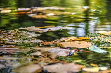 düşen yapraklar sonbaharda bir pond yüzen birkaç tür