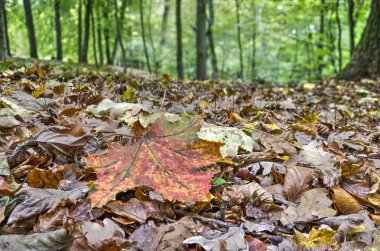 Düşen yapraklar, ağırlıklı olarak kahverengi renkli, sonbaharda bir ormanda yol kaplı