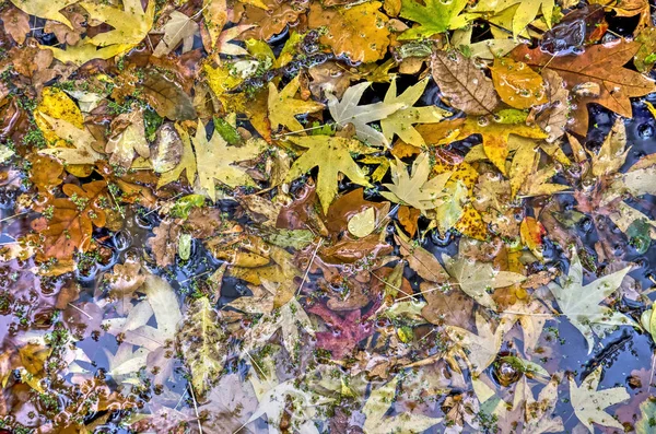 Падение Осенних Листьев Различных Видов Деревьев Образующих Красочный Коллаж Пруду — стоковое фото