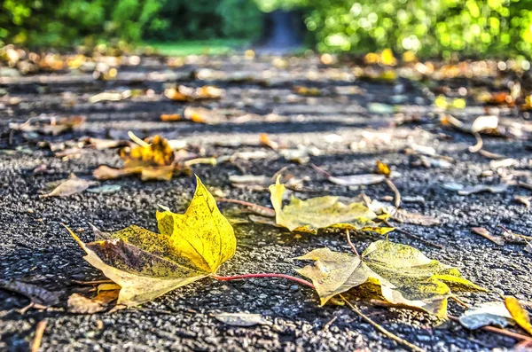 Fallen Yellow Leaves Maple Tree Asphalt Path Park Autumn — Stock Photo, Image