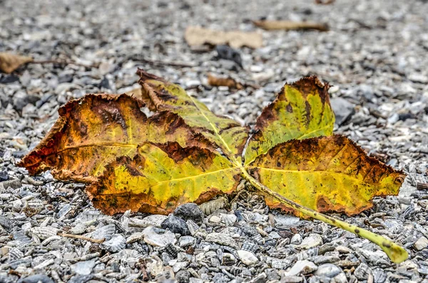 Fallen chestnut leaves on  twig, in shades between yellow, green and brown, on a gravel surface in autumn
