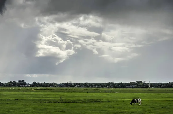 Single cow on a green pasture under a dramatic sky in a Dutch polder near Abcoude