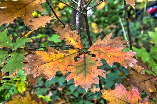 Nahaufnahme Von Eichenblättern Herbst Allen Erdenklichen Herbstfarben Sowie Verstreuten Weißen — Stockfoto