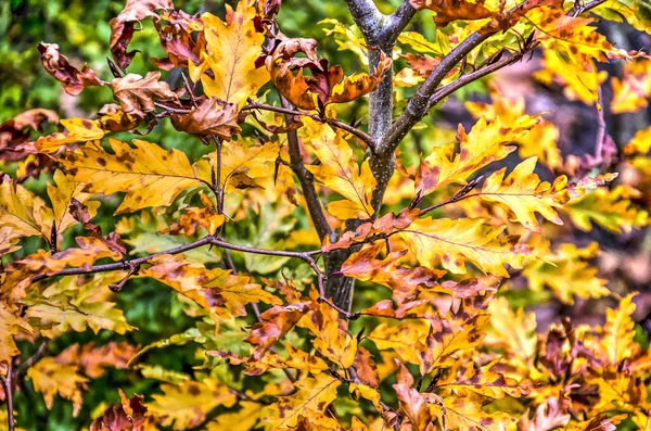 Several branches of a small oak tree in autumn with leaves in shades of yellow and brown