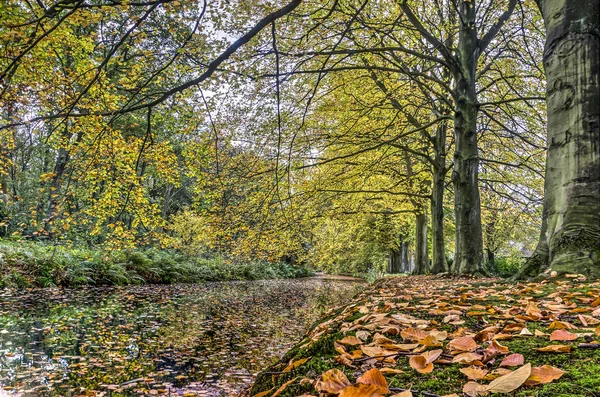 Niski Kąt Widzenia Jesiennych Liści Brzegu Stawu Parklike Lesie — Zdjęcie stockowe