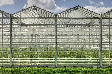 Cam cephe iki bölüm büyük sera karmaşık Lansingerland, Hollanda