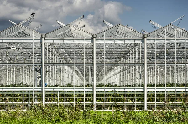 View Diminishing Perspective Large Greenhouse Complex Lansingerland Netherlands — Stock Photo, Image