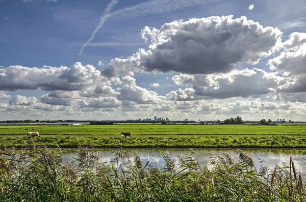 Polderlandschap Net Ten Noorden Van Rotterdam Met Een Gracht Riet — Stockfoto