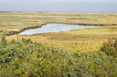 Sazlık ve otlar Kwade Hoek doğa rezerv Hollanda Goeree Adası üzerinde çevrili üçgen havuzu