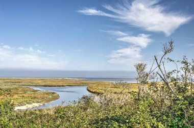 Çalılar ve sazlık ve Kwade Hoek tabiatı Goeree Adası üzerinde Northsea plaja yakın büyüyen otlar çalılar arasında Hollanda görüntülemek