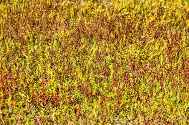 Alan glasswort (salicornia) Güz, farklı renklendirme arasında yeşil ve kırmızı, Goeree Ada Devletleri, Hollanda