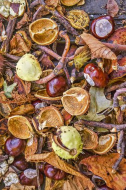 Kestane ve onların dikenli dalları ve yaprakları görünür zor tuğla kaldırımda yanı sıra kapalı
