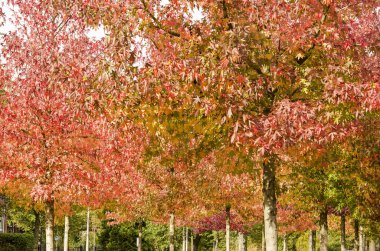 Güzel bir gün sonbaharın tatlı sakız ağaçları veya liquidambar styraciflua çok renkli yapraklarda parlayan güneş