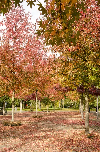 Rows of sweet gum trees, or liquidambar styraciflua on a little square in a residential neighbourhood in autumn