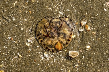 Biraz kalp şeklindeki denizanası seashells denize yakın kumlu bir plaj çevrili