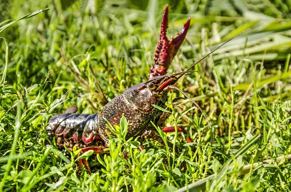 Low View Red Freshwater Crayfish Grass Polder Netherlands — Stock Photo, Image