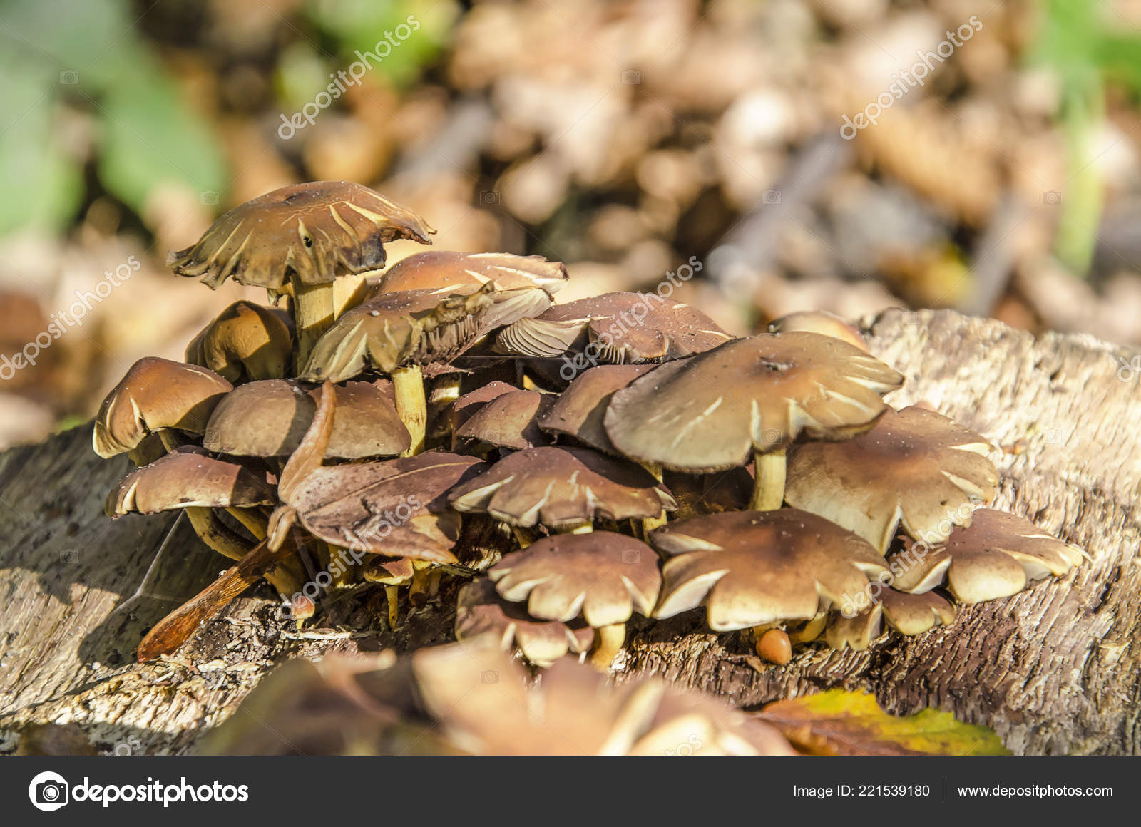 Group Small Brown Mushrooms Flat Caps Growing Wooden Surface