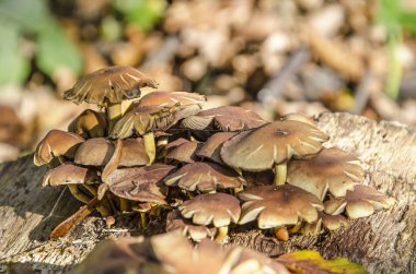 Grup düz kapakları sonbaharda bir bahçe ahşap bir yüzey üzerinde büyüyen küçük kahverengi mantar