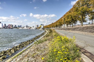 Rotterdam, Hollanda, 30 Eylül 2018: Şehrin manzarası ile yamacında bazalt, Ihlamur ağaçları ve arka planda bir satırın büyüyen otlar, Nieuwe Maas nehri boyunca mesire