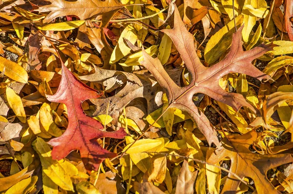 Leaves of an oak in autumn, in various shades of red and brown, on top of a layer of yellow leaves and gravel