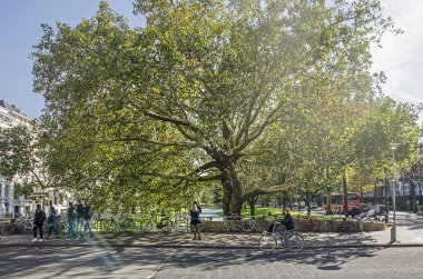 Rotterdam, Hollanda, 5 Ekim 2018: Sokak sahne Westersingel kanal sonbaharın güzel güneşli bir günde bir büyük ve kaprisli çınar ile
