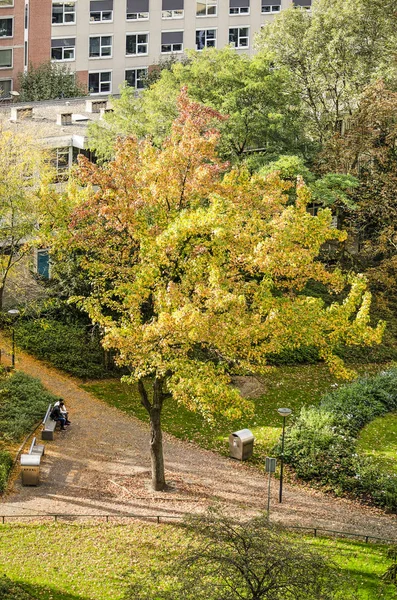荷兰鹿特丹 2018年10月20日 秋季利恩班公园之一一棵甜胶树的鸟图 — 图库照片