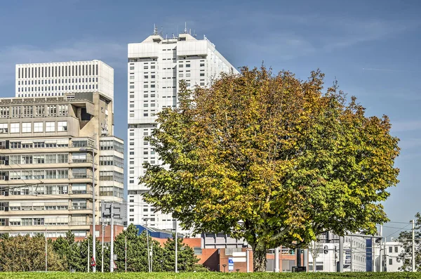 荷兰鹿特丹 2018年10月5日 Maastunnel 交通路口的秋色板栗树 背景是 Erasmus 医院的建筑 — 图库照片