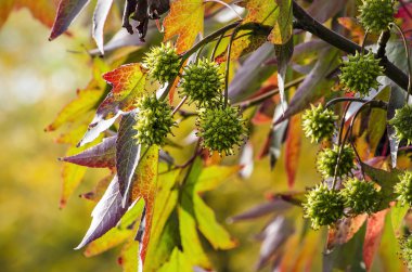 Yıldız şeklinde yaprakları ve bir arka plan ışık yeşil bokeh dikenli meyveler ile sonbaharın tatlı sakız ağacı (liquidambar styraciflua) yeşillik yakın çekim