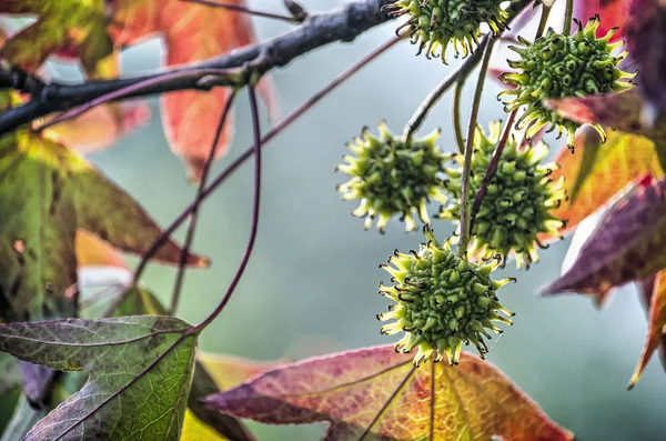 Γκρο Πλαν Πράσινο Αγκαθωτά Φρούτων Σφαιρικό Ένα Γλυκό Δέντρο Ούλων — Φωτογραφία Αρχείου