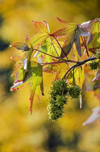 Close-up of a twig of a sweet gum tree (liquidambar styraciflua) in autumn, with star-shaped leaves in hues between green and red, as well as green sperical spiky fruits