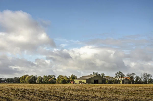 Noordoostpolder Hollandia 2018 Október Szántott Mezőben Növények Gazdaság Háttérben Barátságos — Stock Fotó