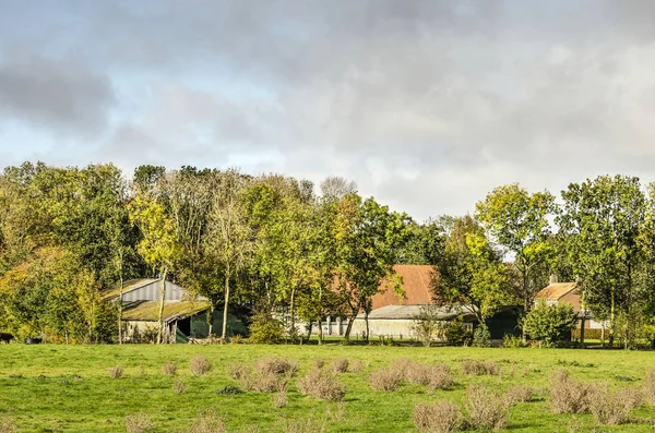 Noordoostpolder Netherlands October 2018 Farm Surrounded Trees Natural Grassland Former — Stock Photo, Image