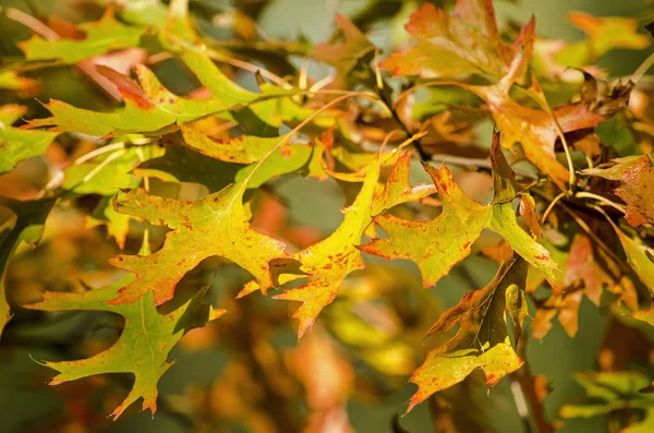 Zbliżenie Liści Dębu Jesieni Przeważnie Zielone Żółte Liście Czerwonymi Akcentami — Zdjęcie stockowe