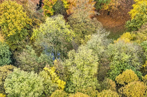 Вид Воздуха Различные Деревья Различных Осенних Цветах Парке Общественный Парк — стоковое фото