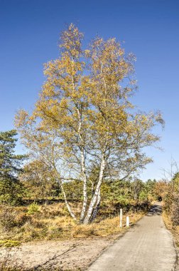 Zundert, Hollanda yakınındaki bir heathfield bisiklet yol yanında birden fazla mayo ile huş ağacı