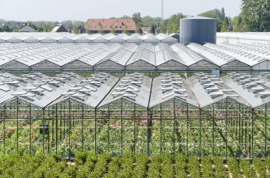 Zaltbommel, Hollanda, 5 Mayıs 2018: ön seralar içinde çiçek büyüyen bir su deposu ve bir çiftlik evi içinde belgili tanımlık geçmiş görünümünü