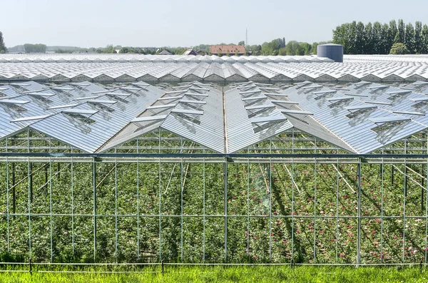 Zaltbommel Holandia Maja 2018 Duży Kompleks Szklarni Produkujących Kwiaty — Zdjęcie stockowe