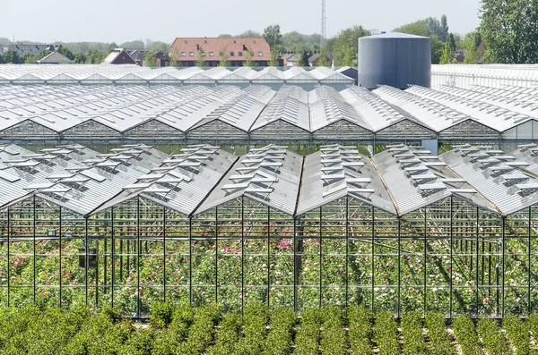 Zaltbommel Niederlande Mai 2018 Frontansicht Von Gewächshäusern Denen Blumen Wachsen — Stockfoto