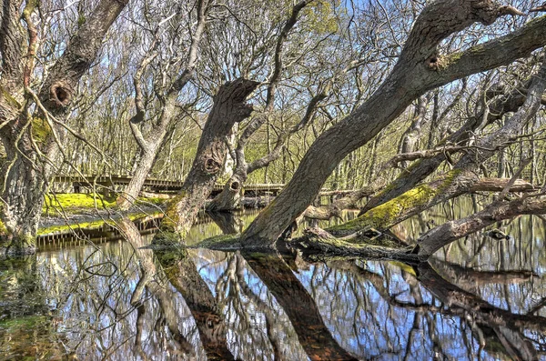 Amrum Germany May 2015 Capricious Tree Trunks Growing Reflecting Pond — Stock Photo, Image