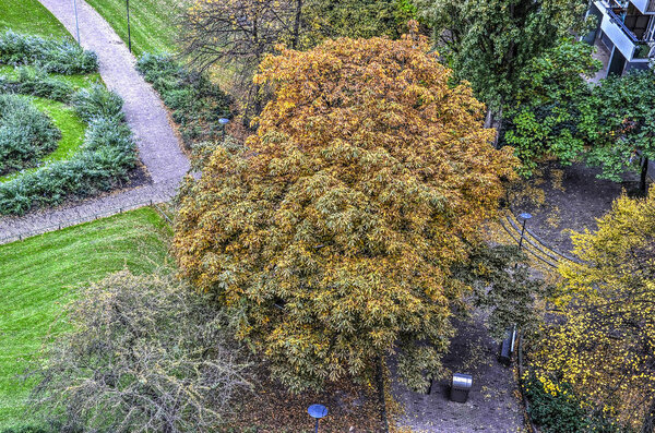 Aerial view of a chestnut tree in a public park in Rotterdam, The Netherlands in autumn