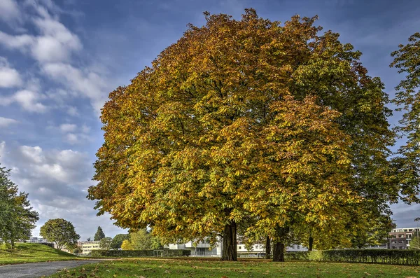 Два Больших Ореховых Дерева Общественном Парке Роттердама Нидерланды Солнечный Осенний — стоковое фото